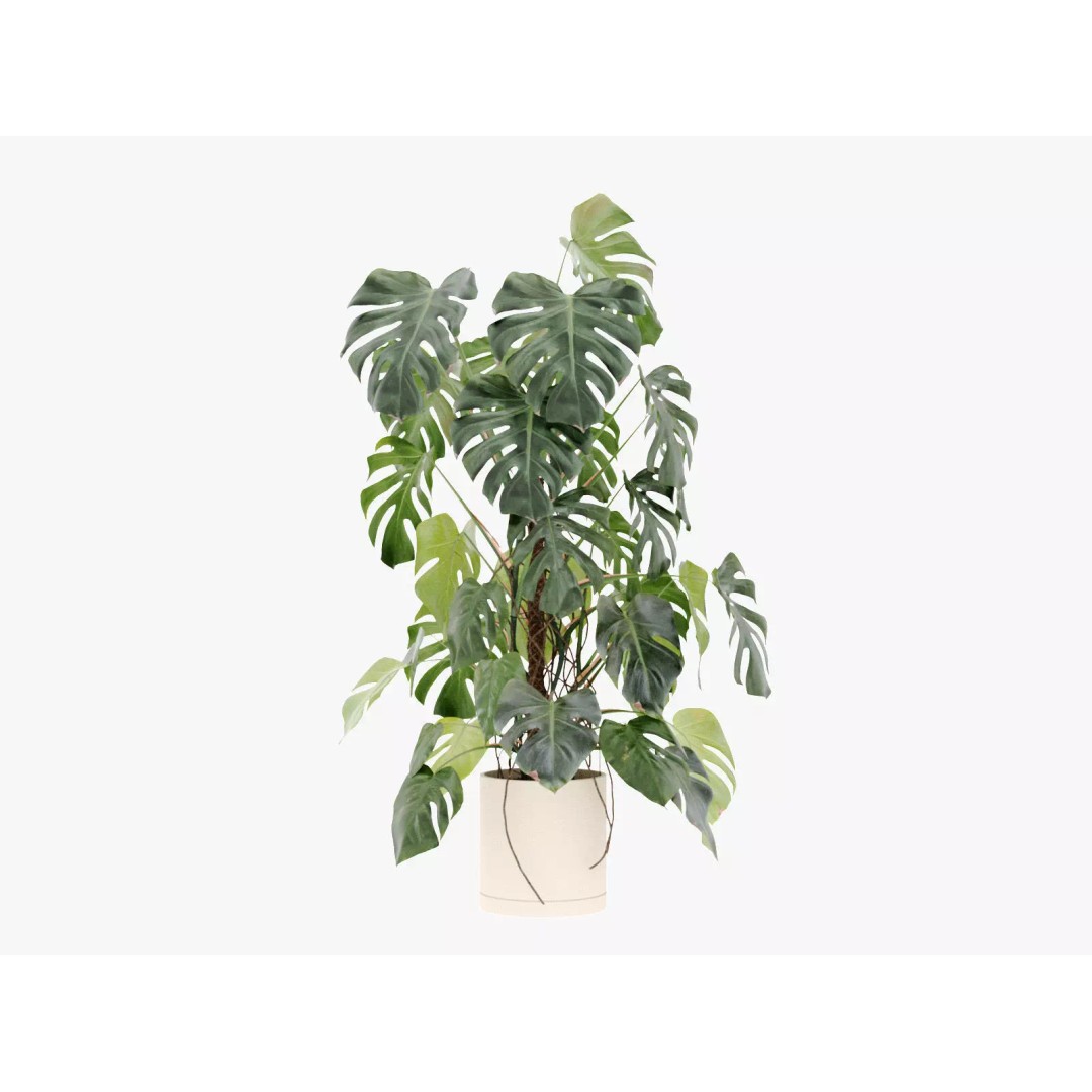 Monstera Deliciosa 3D Model – High Poly Pot Plant, FBX, PBR - View 2