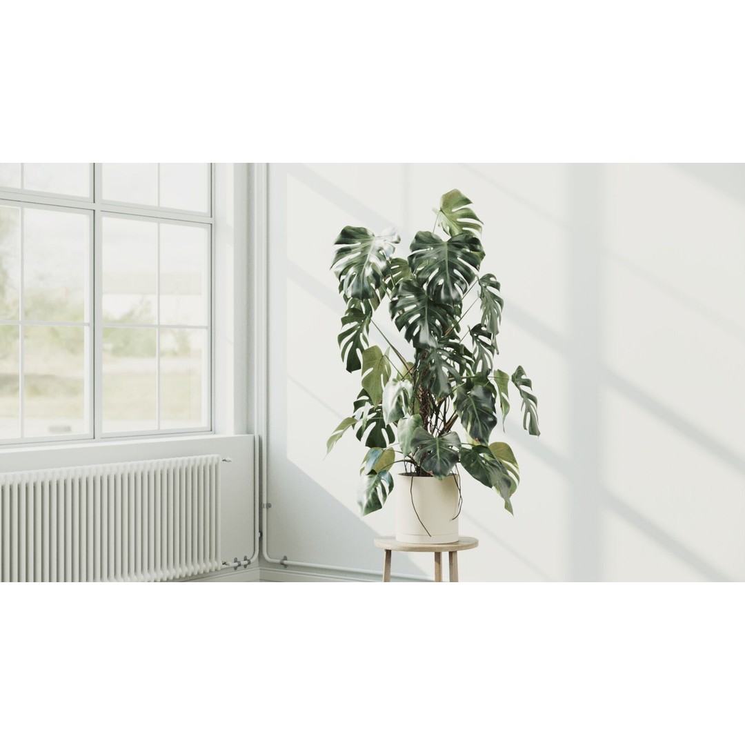 Monstera Deliciosa 3D Model – High Poly Pot Plant, FBX, PBR - View 3