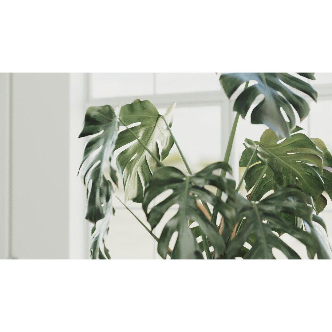 Monstera Deliciosa 3D Model – High Poly Pot Plant, FBX, PBR - View 4