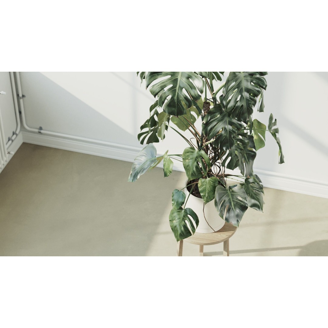 Monstera Deliciosa 3D Model – High Poly Pot Plant, FBX, PBR - View 5