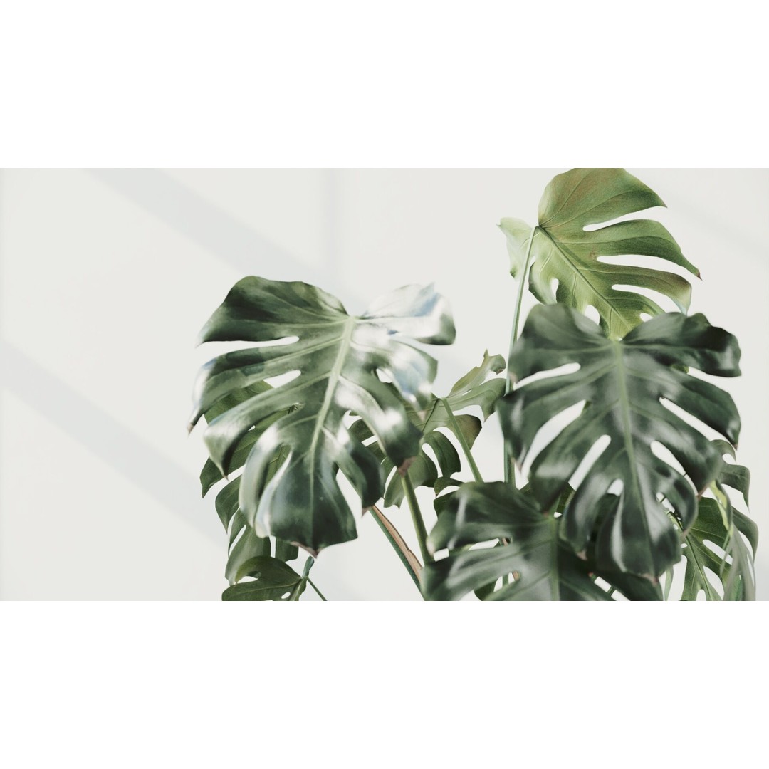 Monstera Deliciosa 3D Model – High Poly Pot Plant, FBX, PBR - View 6