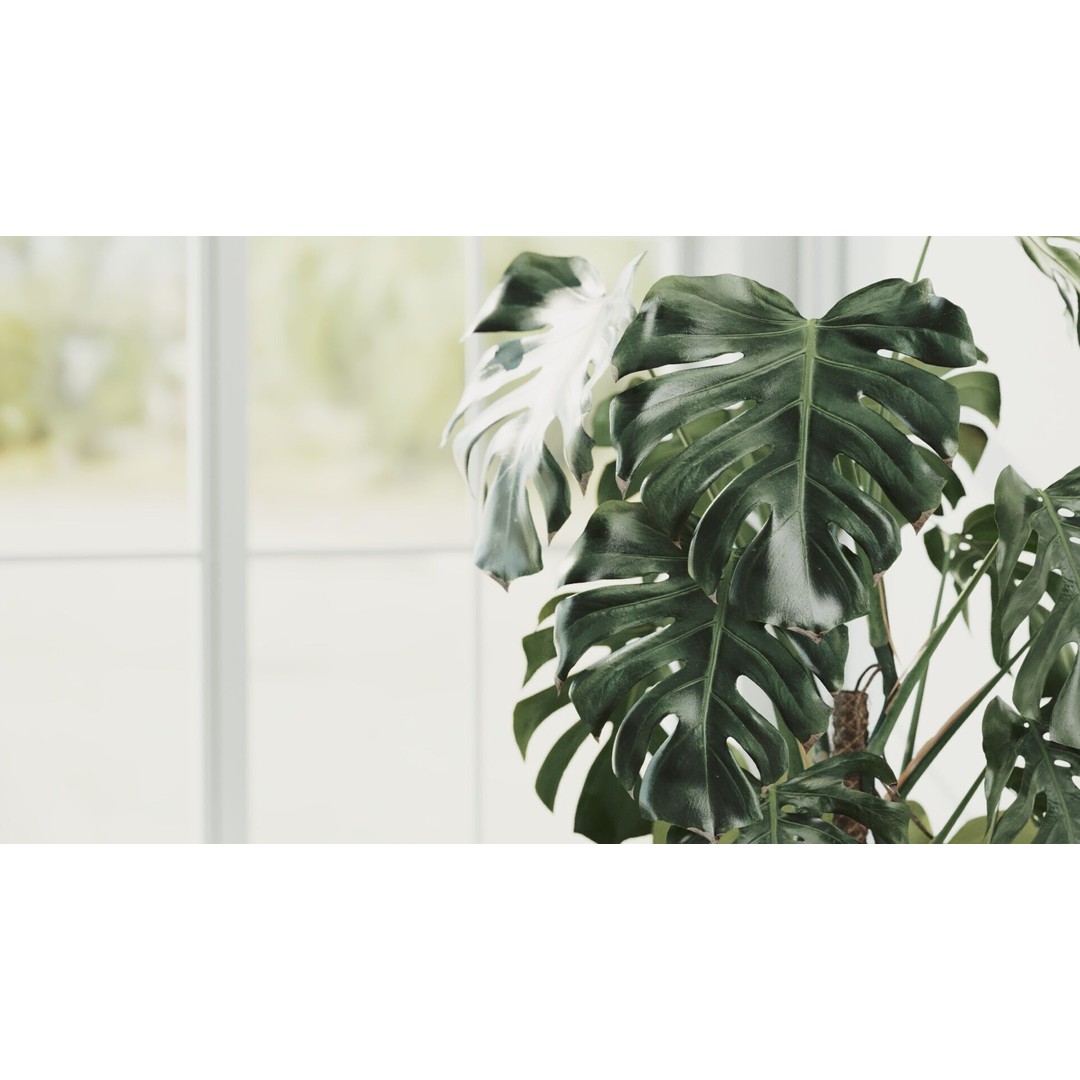 Monstera Deliciosa 3D Model – High Poly Pot Plant, FBX, PBR - View 7
