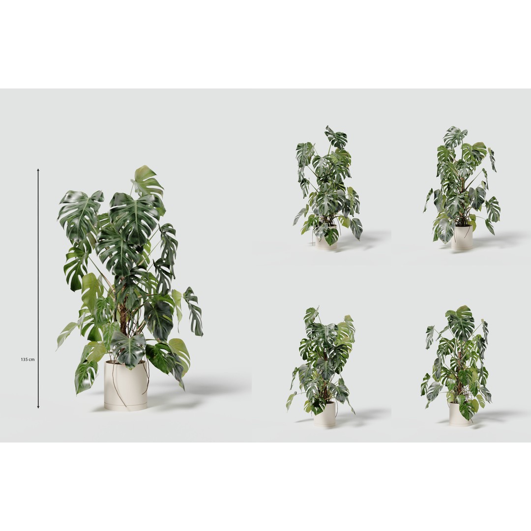 Monstera Deliciosa 3D Model – High Poly Pot Plant, FBX, PBR - View 8