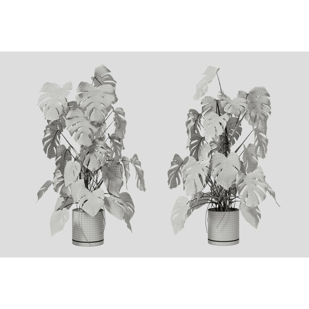 Monstera Deliciosa 3D Model – High Poly Pot Plant, FBX, PBR - View 9