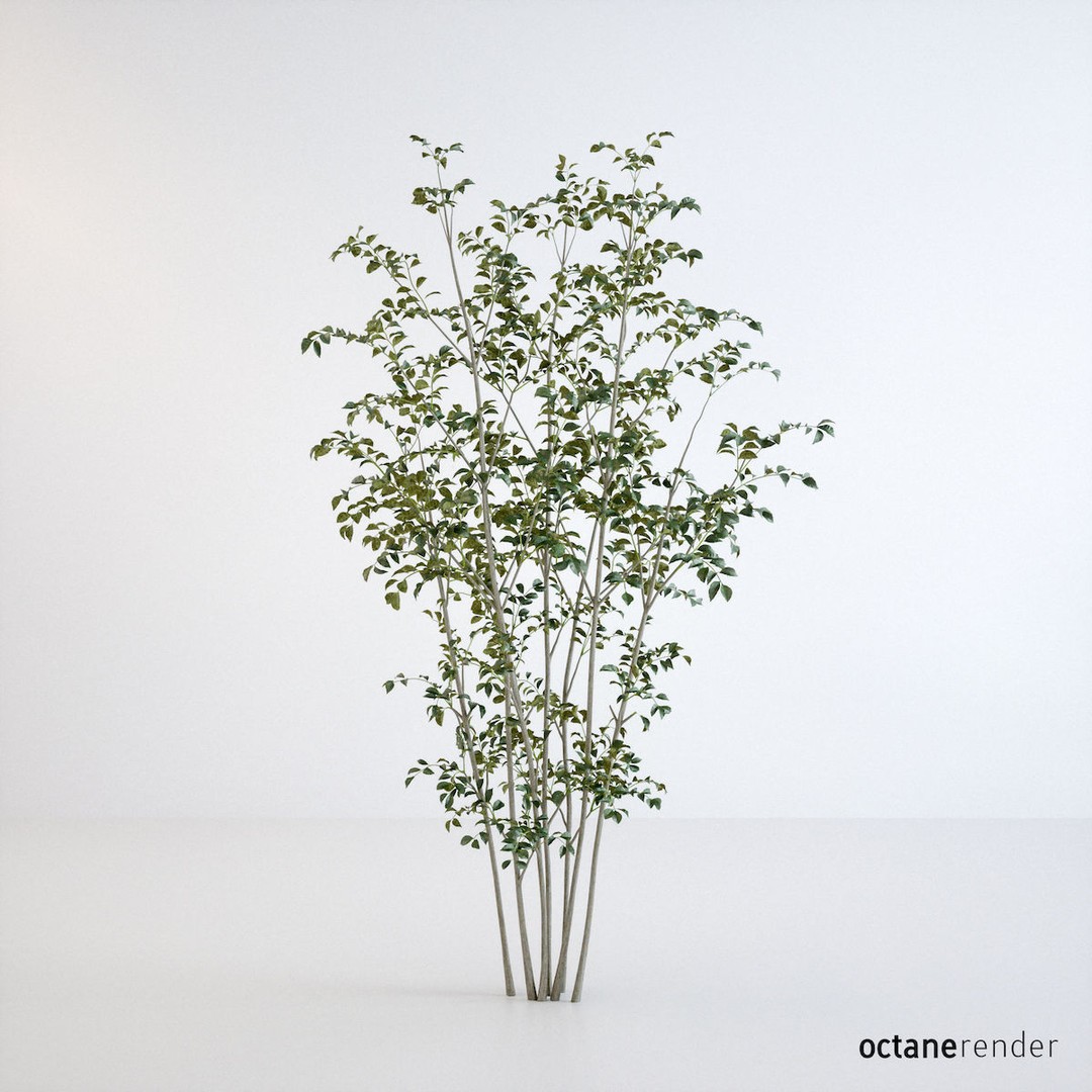 Fraxinus Griffithii Tree 3D Model – High Poly PBR Asset, FBX/OBJ