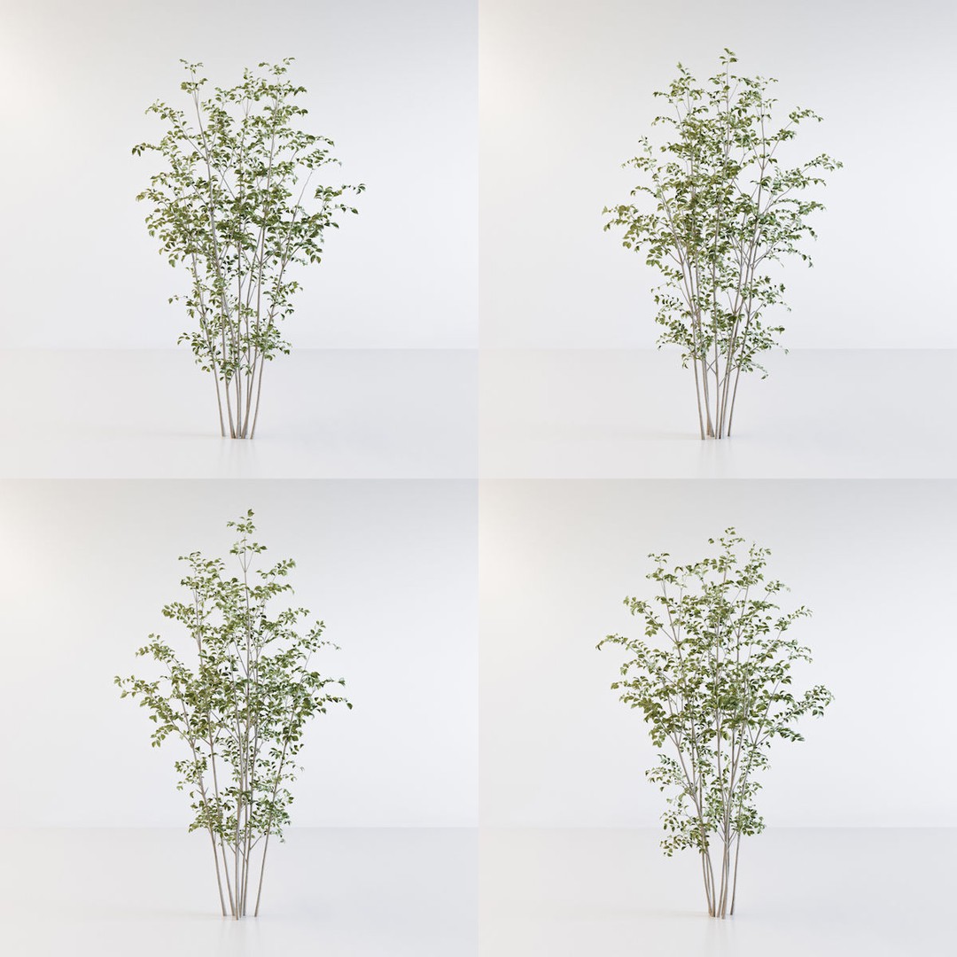 Fraxinus Griffithii Tree 3D Model – High Poly PBR Asset, FBX/OBJ - View 10