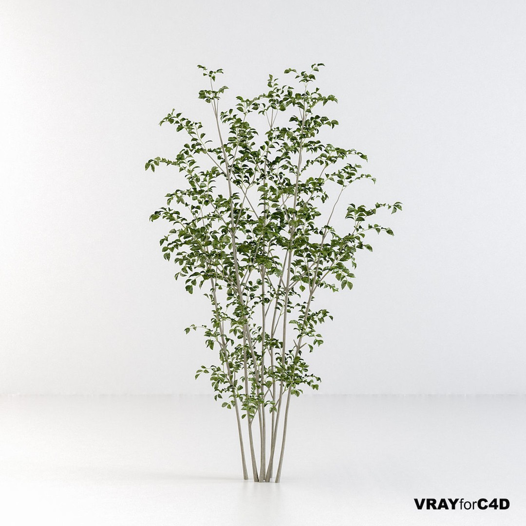 Fraxinus Griffithii Tree 3D Model – High Poly PBR Asset, FBX/OBJ - View 11