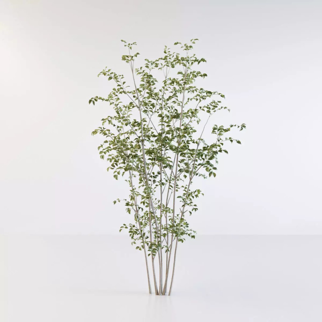 Fraxinus Griffithii Tree 3D Model – High Poly PBR Asset, FBX/OBJ - View 2
