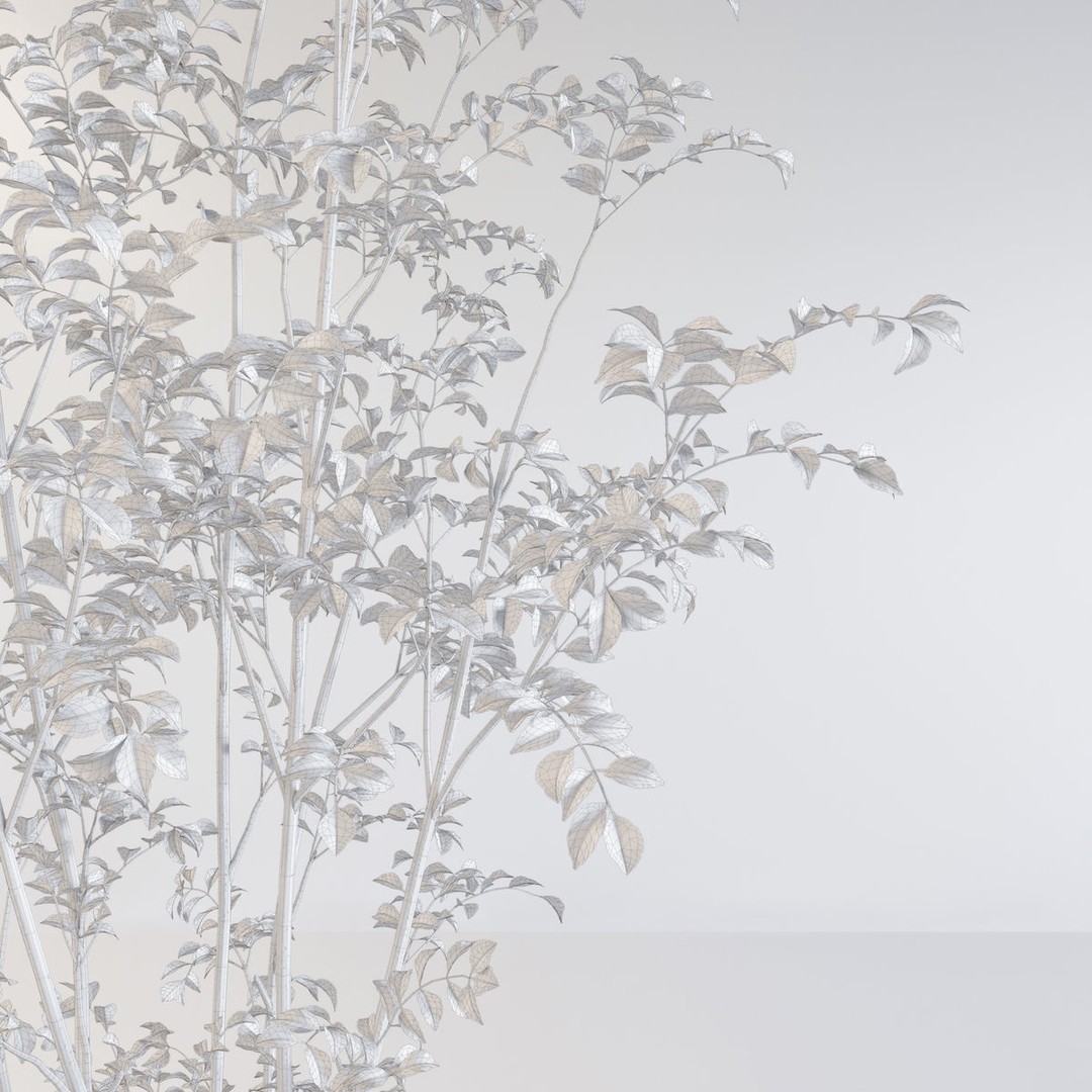 Fraxinus Griffithii Tree 3D Model – High Poly PBR Asset, FBX/OBJ - View 7