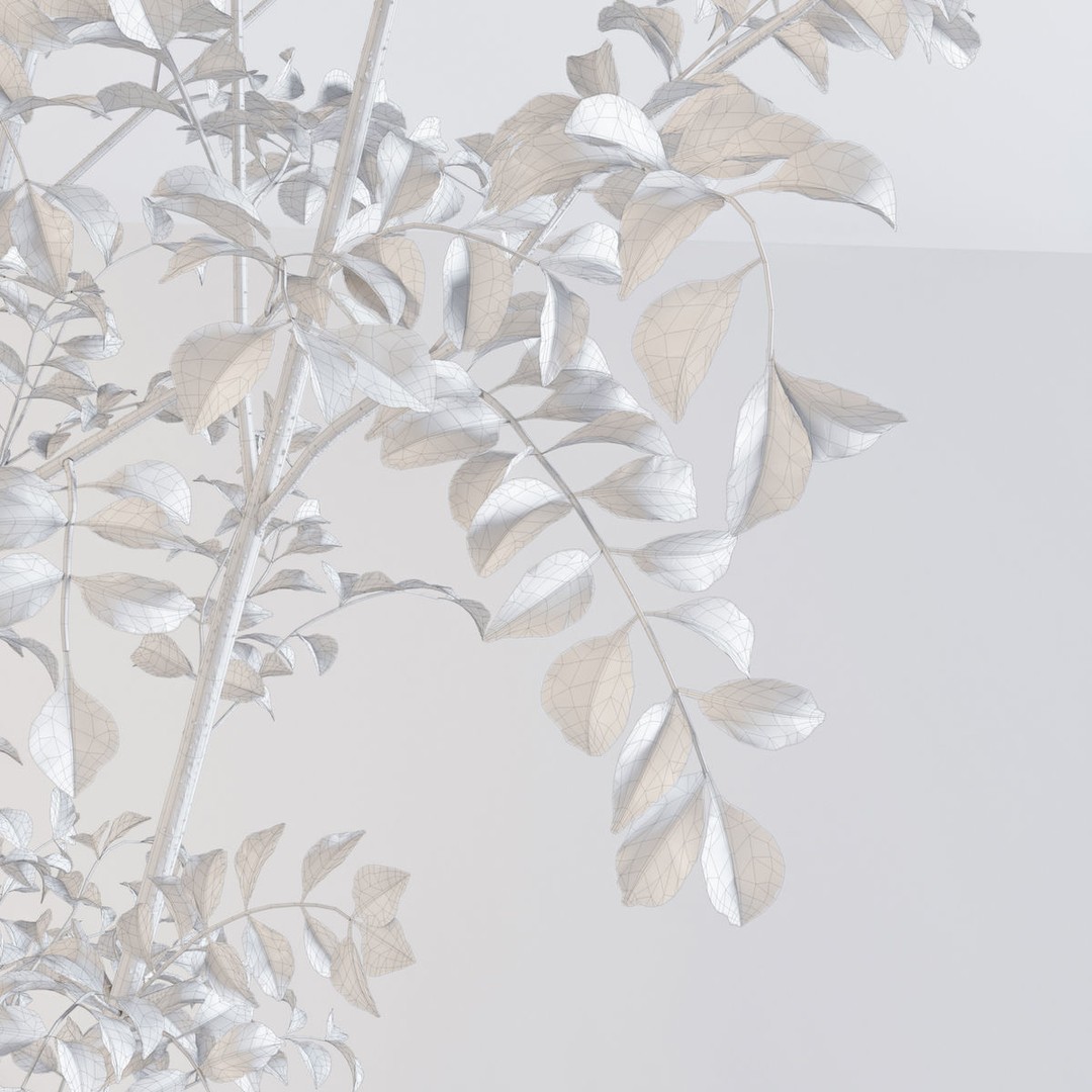 Fraxinus Griffithii Tree 3D Model – High Poly PBR Asset, FBX/OBJ - View 8