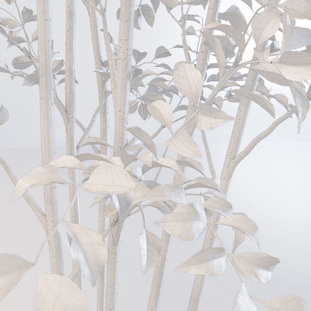 Fraxinus Griffithii Tree 3D Model – High Poly PBR Asset, FBX/OBJ - View 9