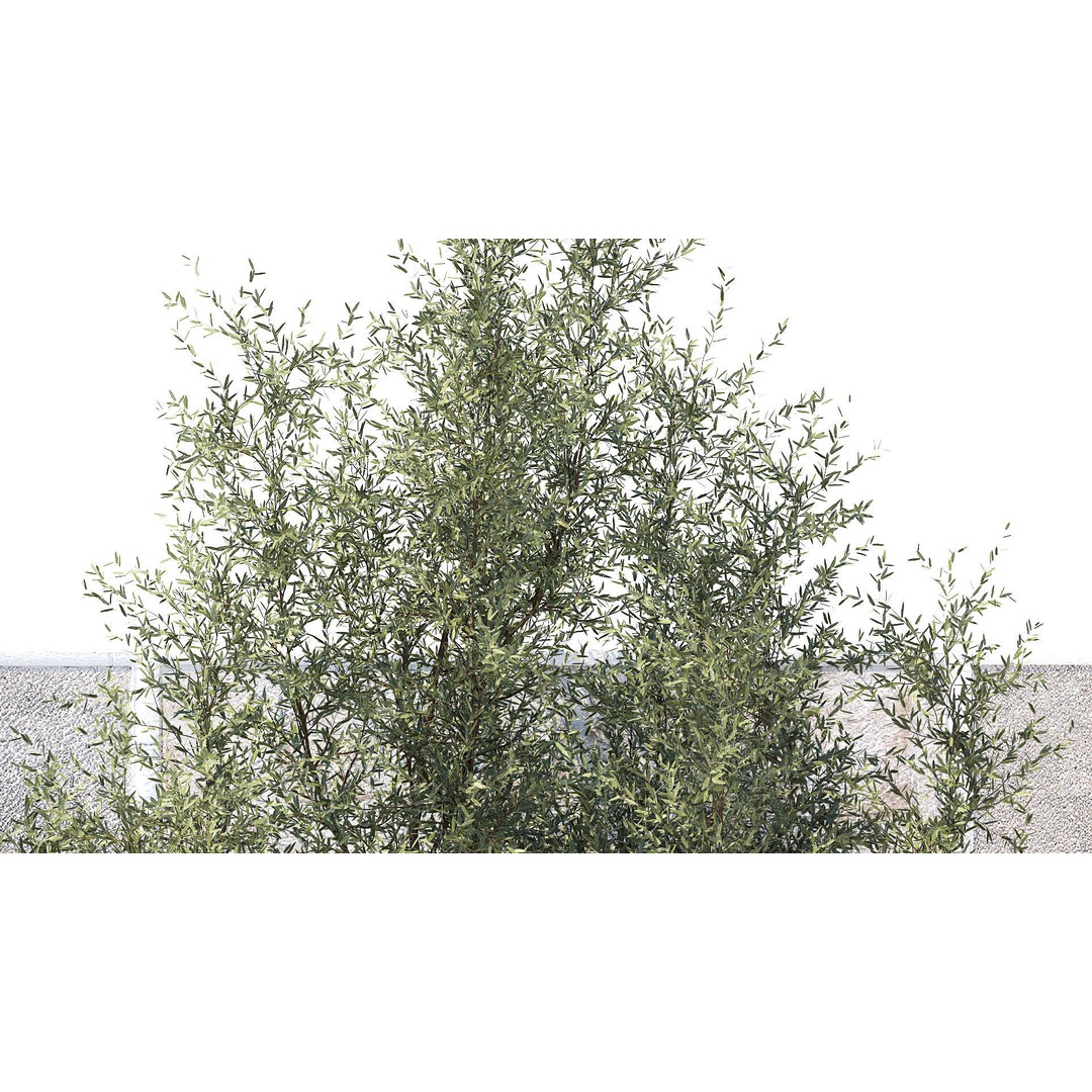 Juniper Topiary 3D Model – Decorative Plant Asset, Game-Ready FBX - View 8