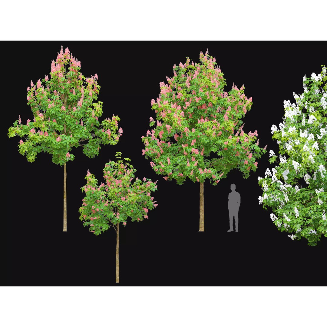 Chestnut Tree 3D Model – High Poly Plant Asset, FBX, PBR Textures - View 2