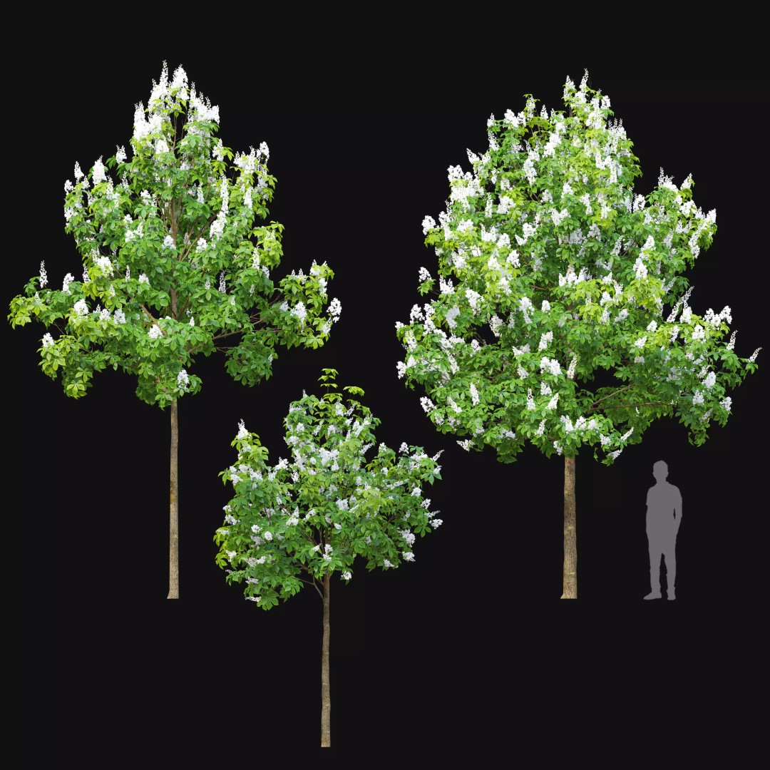 Chestnut Tree 3D Model – High Poly Plant Asset, FBX, PBR Textures - View 3