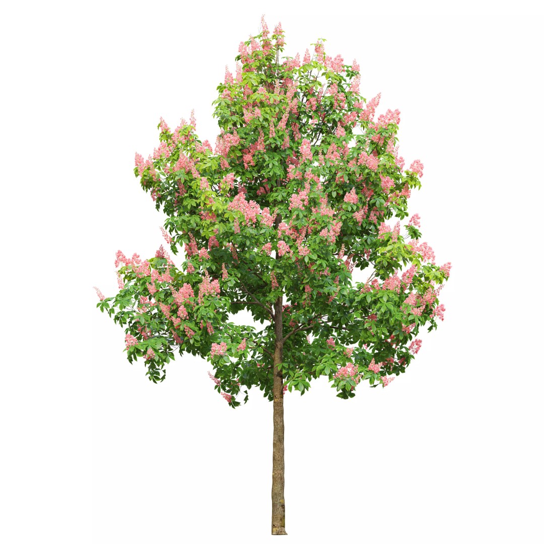 Chestnut Tree 3D Model – High Poly Plant Asset, FBX, PBR Textures - View 4