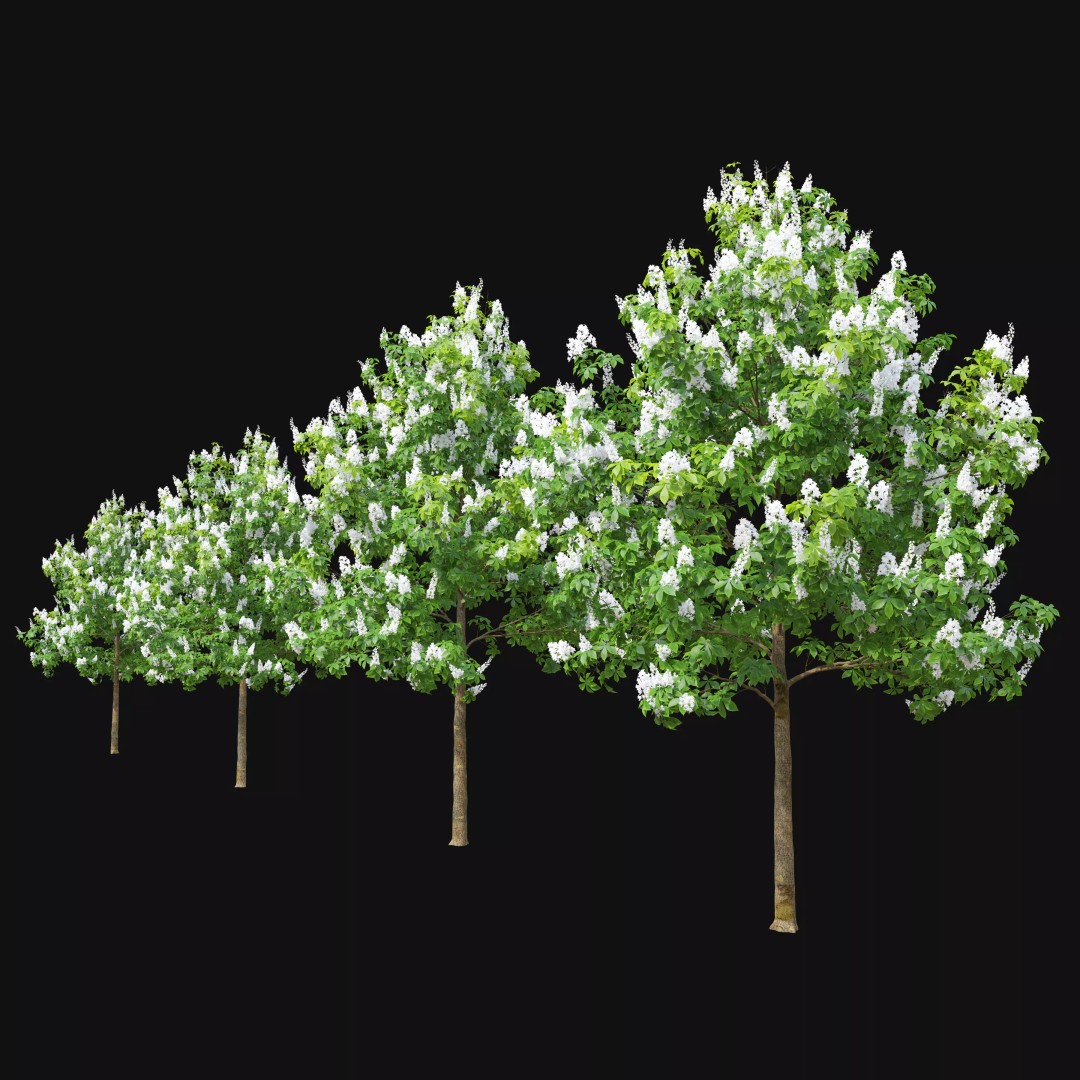 Chestnut Tree 3D Model – High Poly Plant Asset, FBX, PBR Textures - View 5