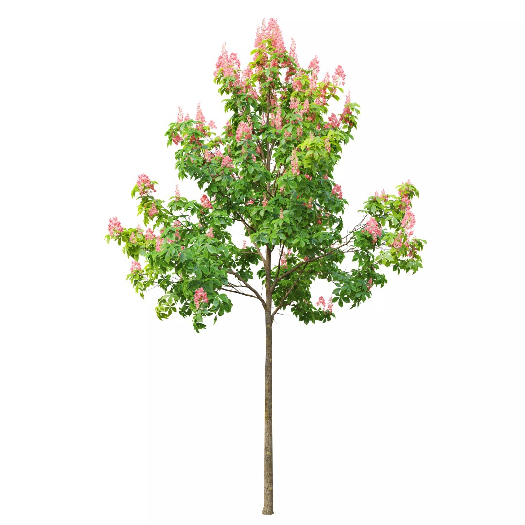 Chestnut Tree 3D Model – High Poly Plant Asset, FBX, PBR Textures - View 6