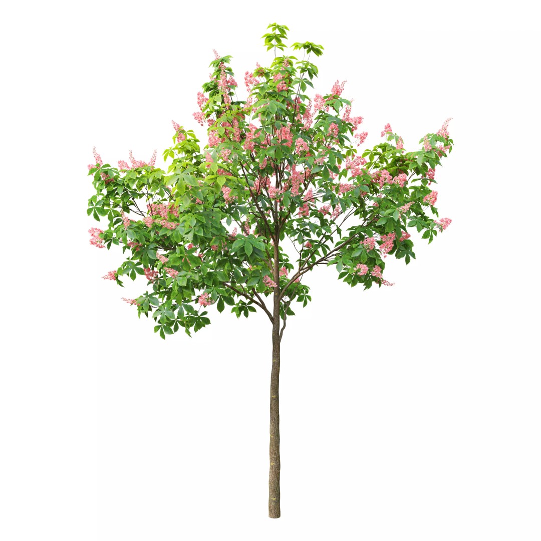 Chestnut Tree 3D Model – High Poly Plant Asset, FBX, PBR Textures - View 7