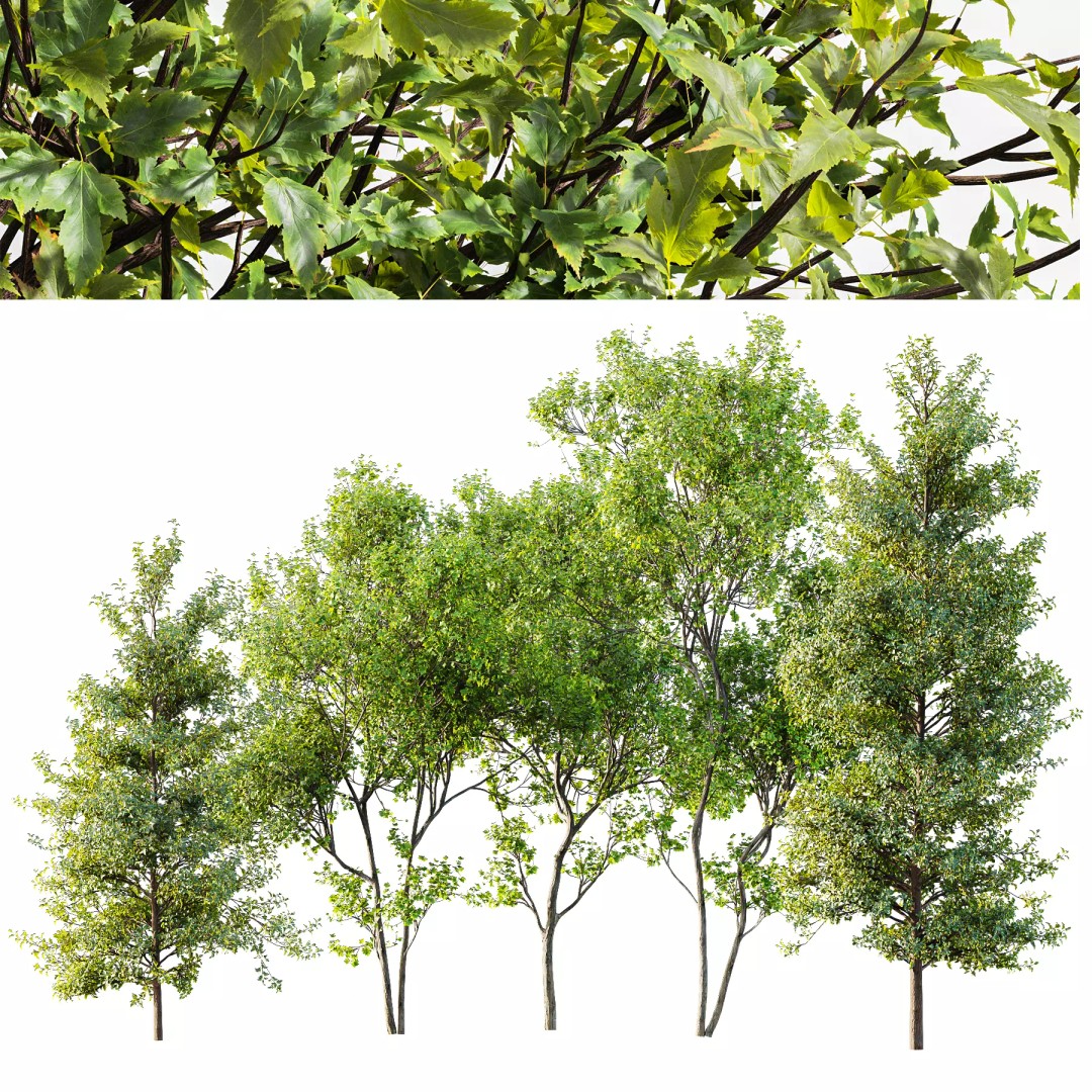 Acer Saccharinum and Buergerianum 3D Model – High Poly PBR Asset, FBX/OBJ - View 2