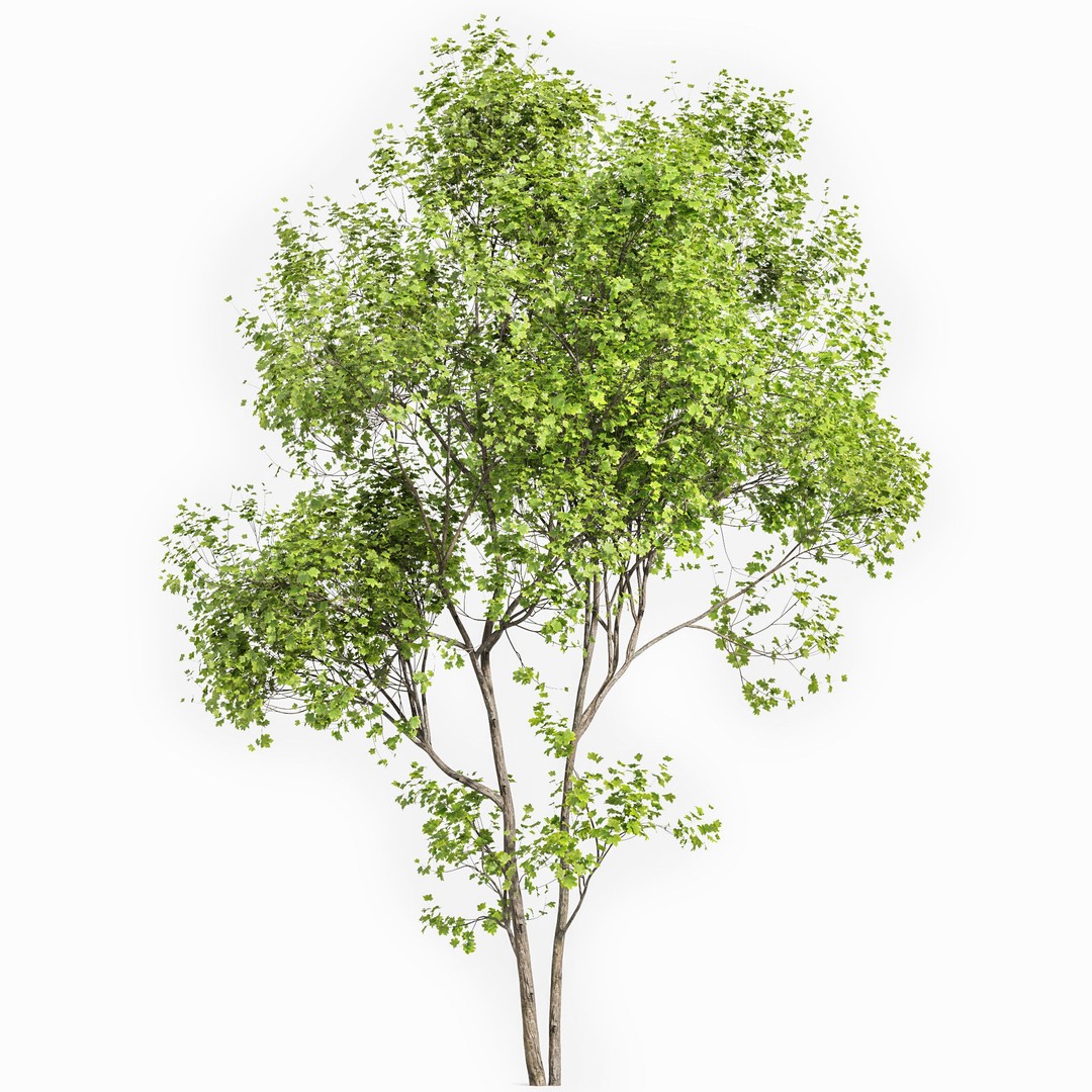 Acer Saccharinum and Buergerianum 3D Model – High Poly PBR Asset, FBX/OBJ - View 4