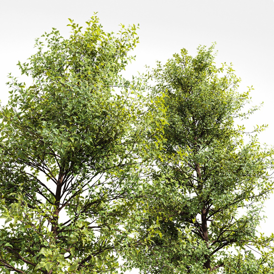 Acer Saccharinum and Buergerianum 3D Model – High Poly PBR Asset, FBX/OBJ - View 5