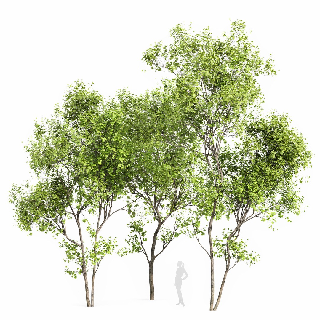Acer Saccharinum and Buergerianum 3D Model – High Poly PBR Asset, FBX/OBJ - View 6