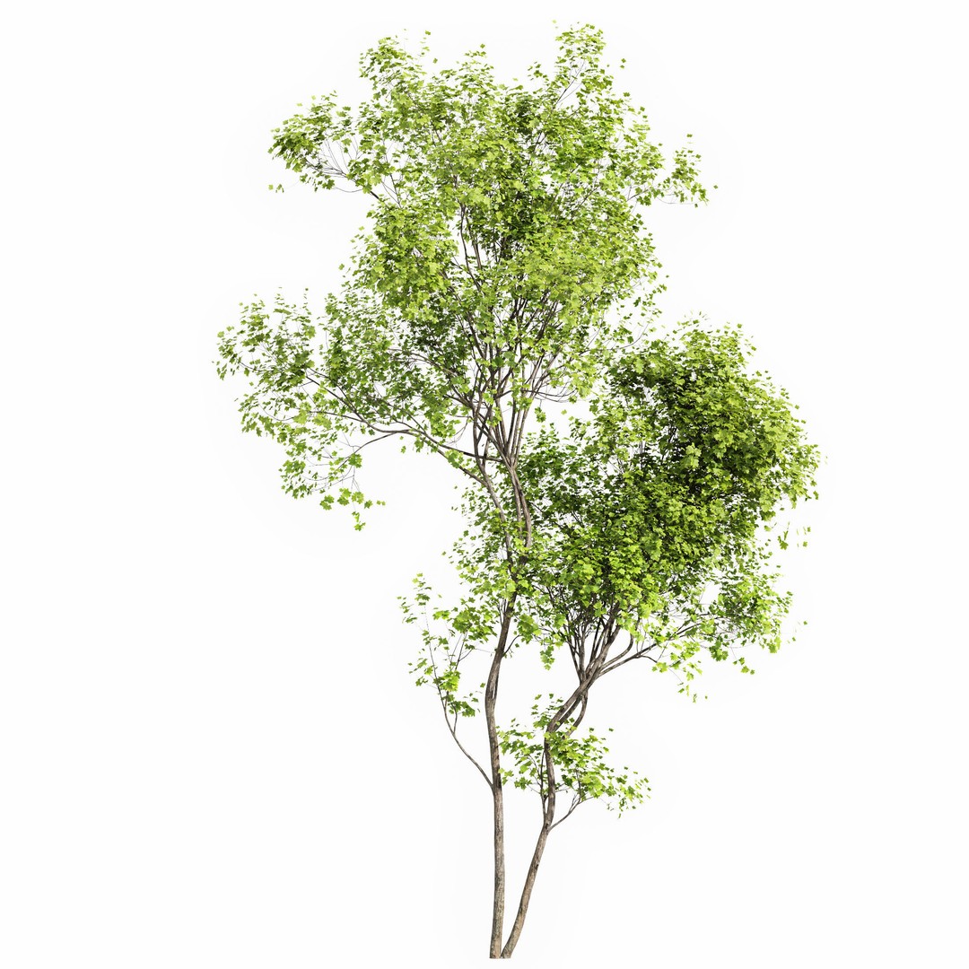 Acer Saccharinum and Buergerianum 3D Model – High Poly PBR Asset, FBX/OBJ - View 7