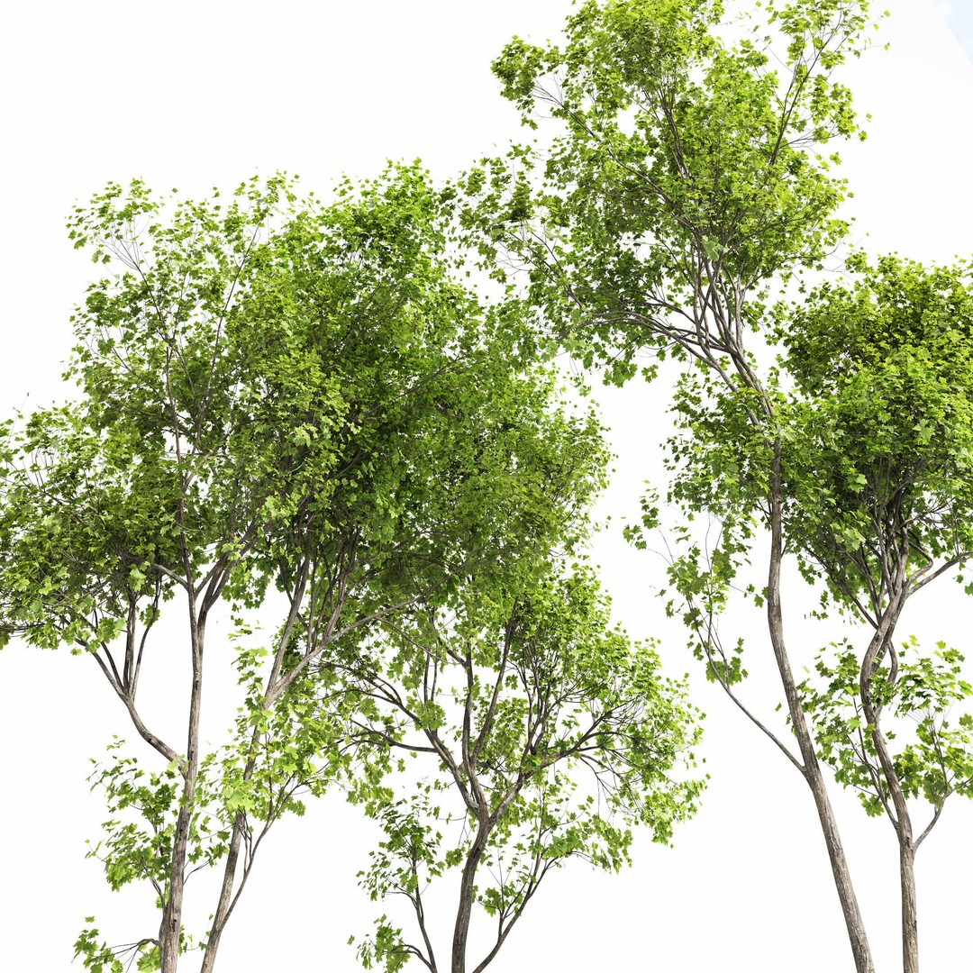 Acer Saccharinum and Buergerianum 3D Model – High Poly PBR Asset, FBX/OBJ - View 9