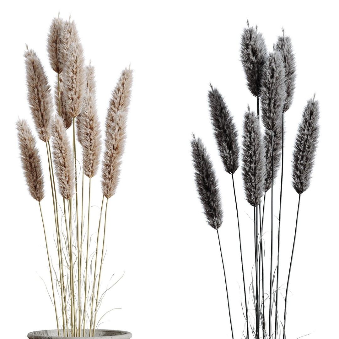 Pampas Grass 3D Model – Decorative Dried Branches, PBR Textures - View 5