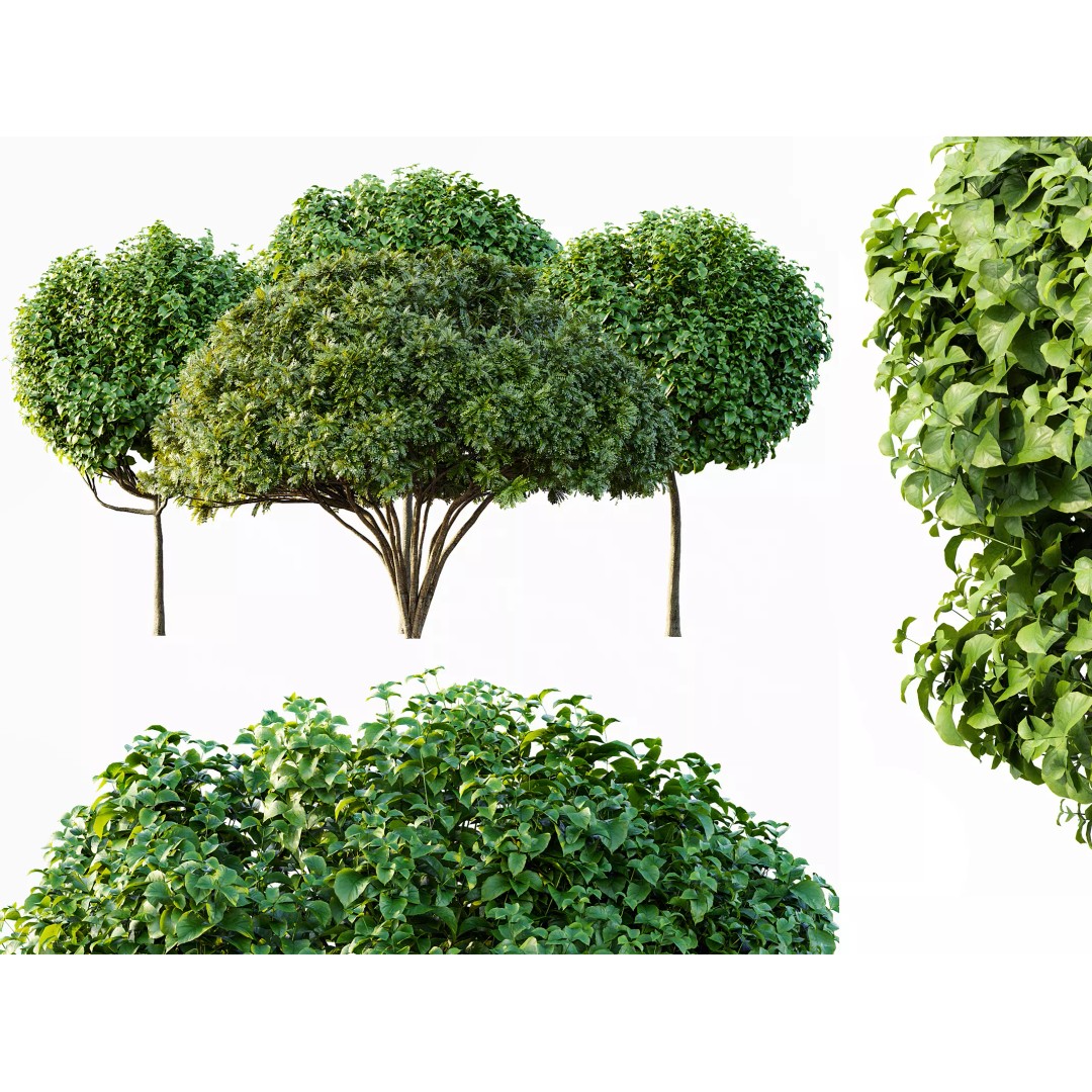Catalpa Bignonioides Nana 3D Model – Realistic Tree Collection, FBX, OBJ - View 2