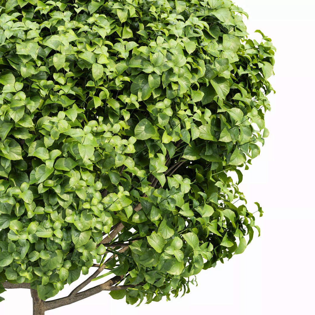 Catalpa Bignonioides Nana 3D Model – Realistic Tree Collection, FBX, OBJ - View 3