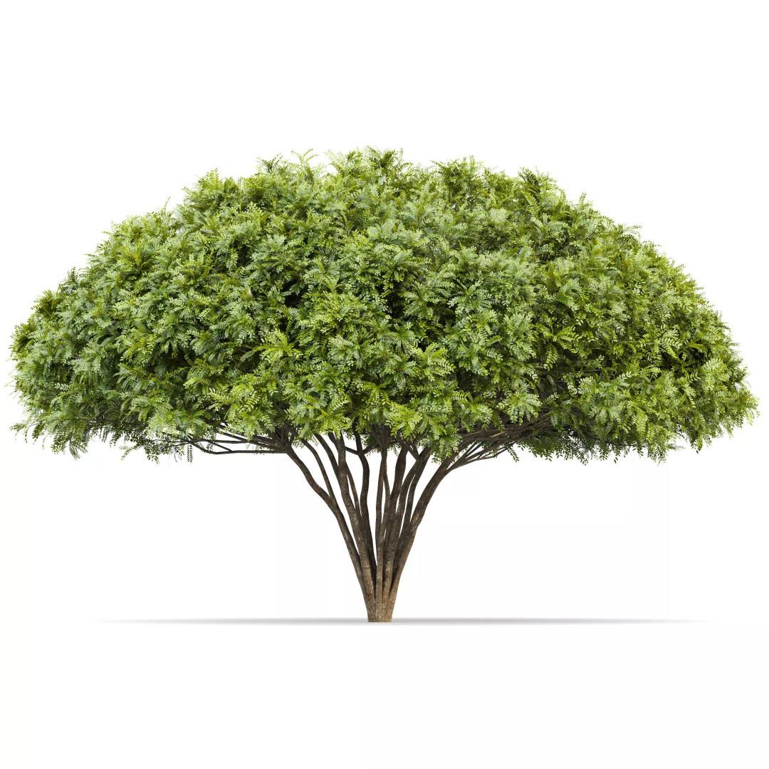 Catalpa Bignonioides Nana 3D Model – Realistic Tree Collection, FBX, OBJ - View 4