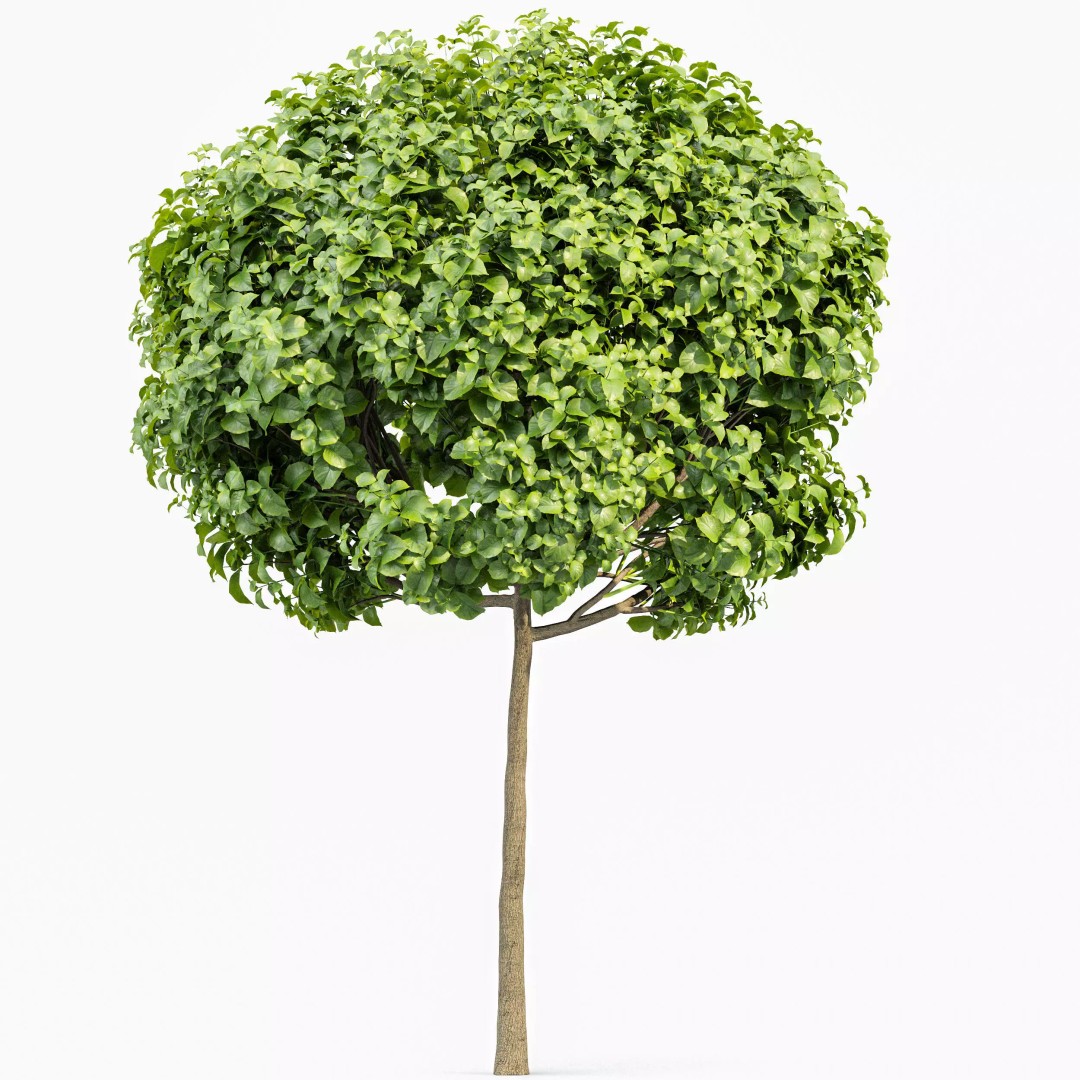 Catalpa Bignonioides Nana 3D Model – Realistic Tree Collection, FBX, OBJ - View 5