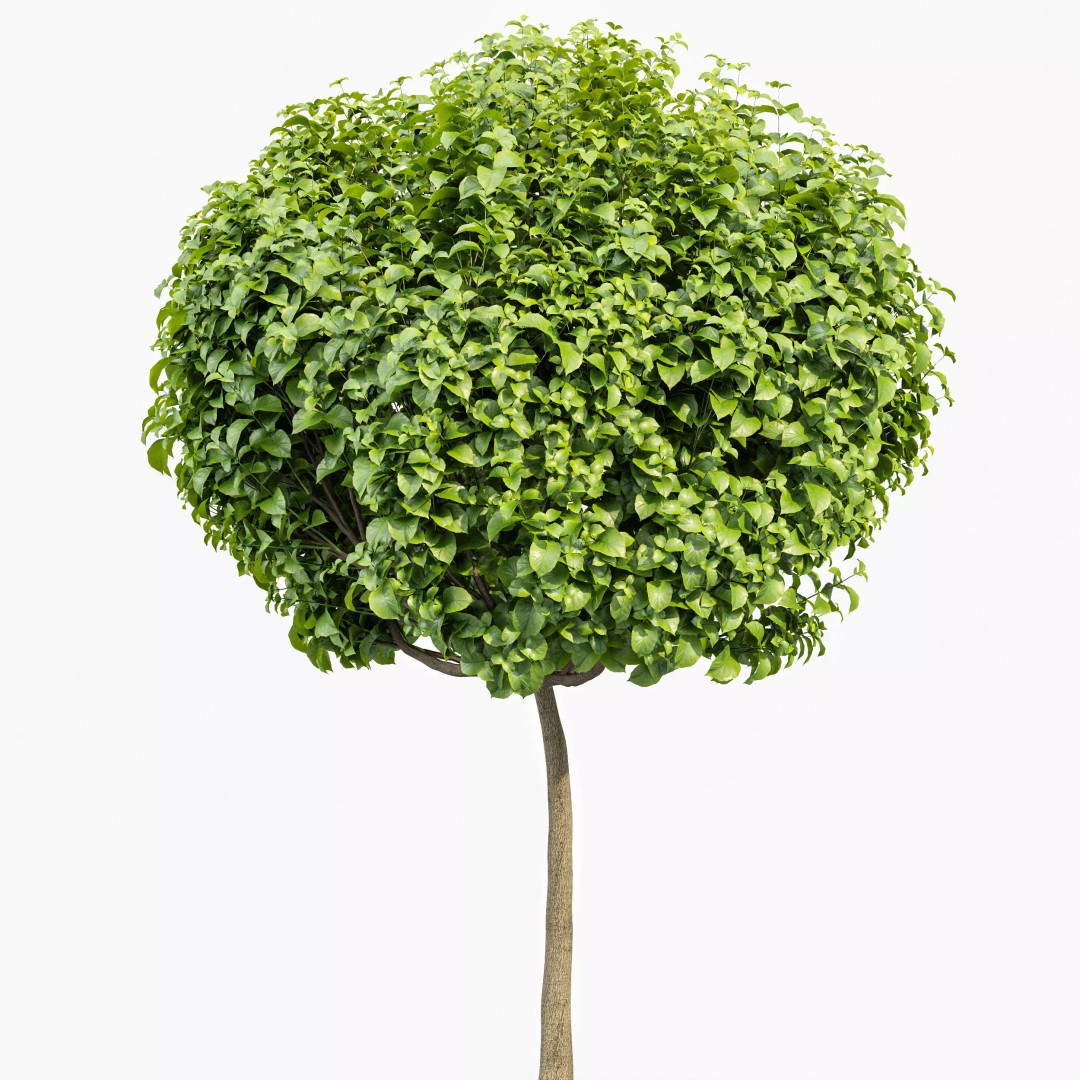 Catalpa Bignonioides Nana 3D Model – Realistic Tree Collection, FBX, OBJ - View 6