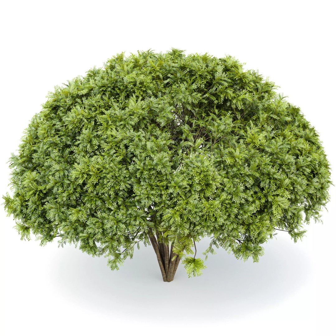 Catalpa Bignonioides Nana 3D Model – Realistic Tree Collection, FBX, OBJ - View 7