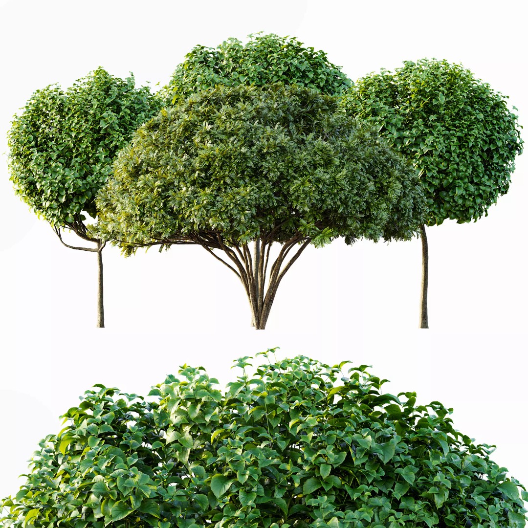 Catalpa Bignonioides Nana 3D Model – Realistic Tree Collection, FBX, OBJ - View 8