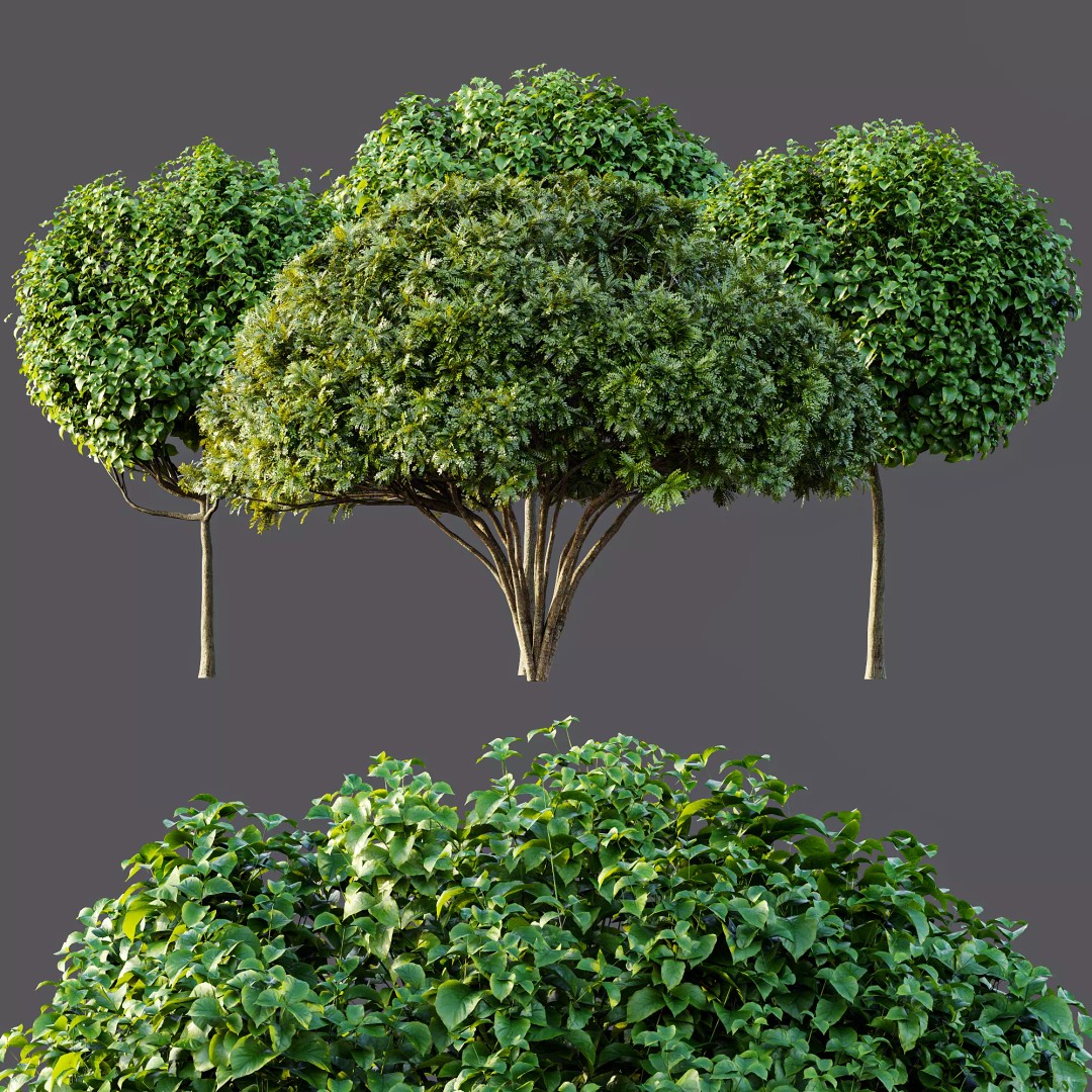 Catalpa Bignonioides Nana 3D Model – Realistic Tree Collection, FBX, OBJ - View 9
