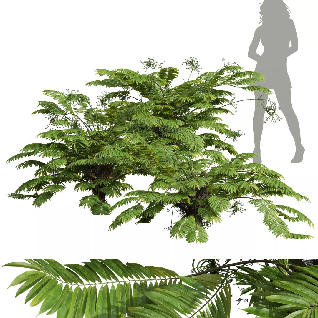 Angiopteris Fokiensis Fern 3D Model – High Detail PBR Asset, FBX, OBJ - View 2