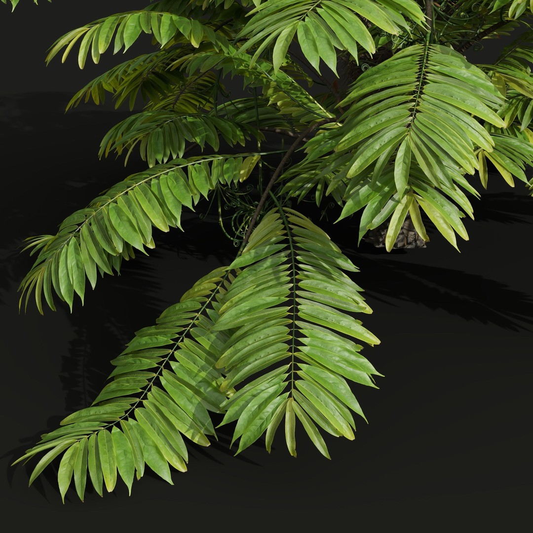Angiopteris Fokiensis Fern 3D Model – High Detail PBR Asset, FBX, OBJ - View 3