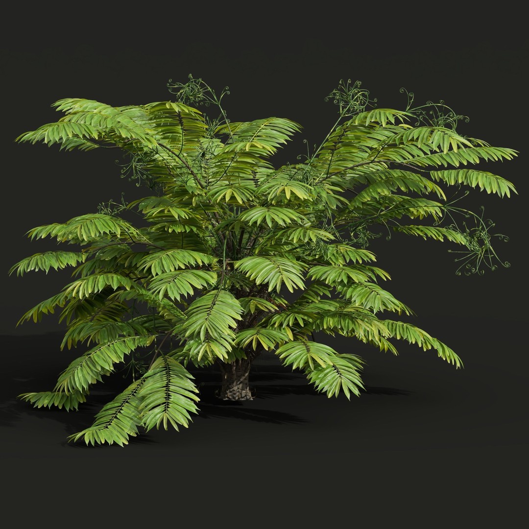 Angiopteris Fokiensis Fern 3D Model – High Detail PBR Asset, FBX, OBJ - View 4