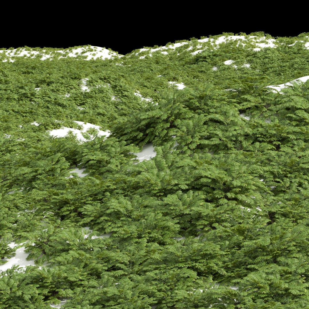 Angiopteris Fokiensis Fern 3D Model – High Detail PBR Asset, FBX, OBJ - View 5