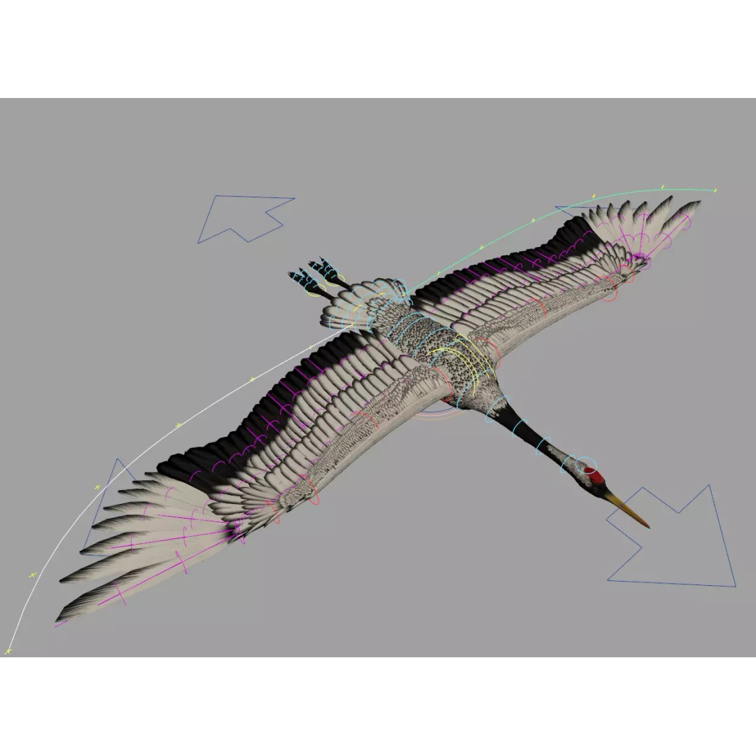 Crane 3D Model – Rigged High Poly Wildlife Asset, FBX/OBJ - View 10