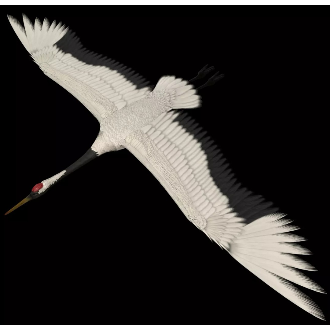 Crane 3D Model – Rigged High Poly Wildlife Asset, FBX/OBJ - View 2