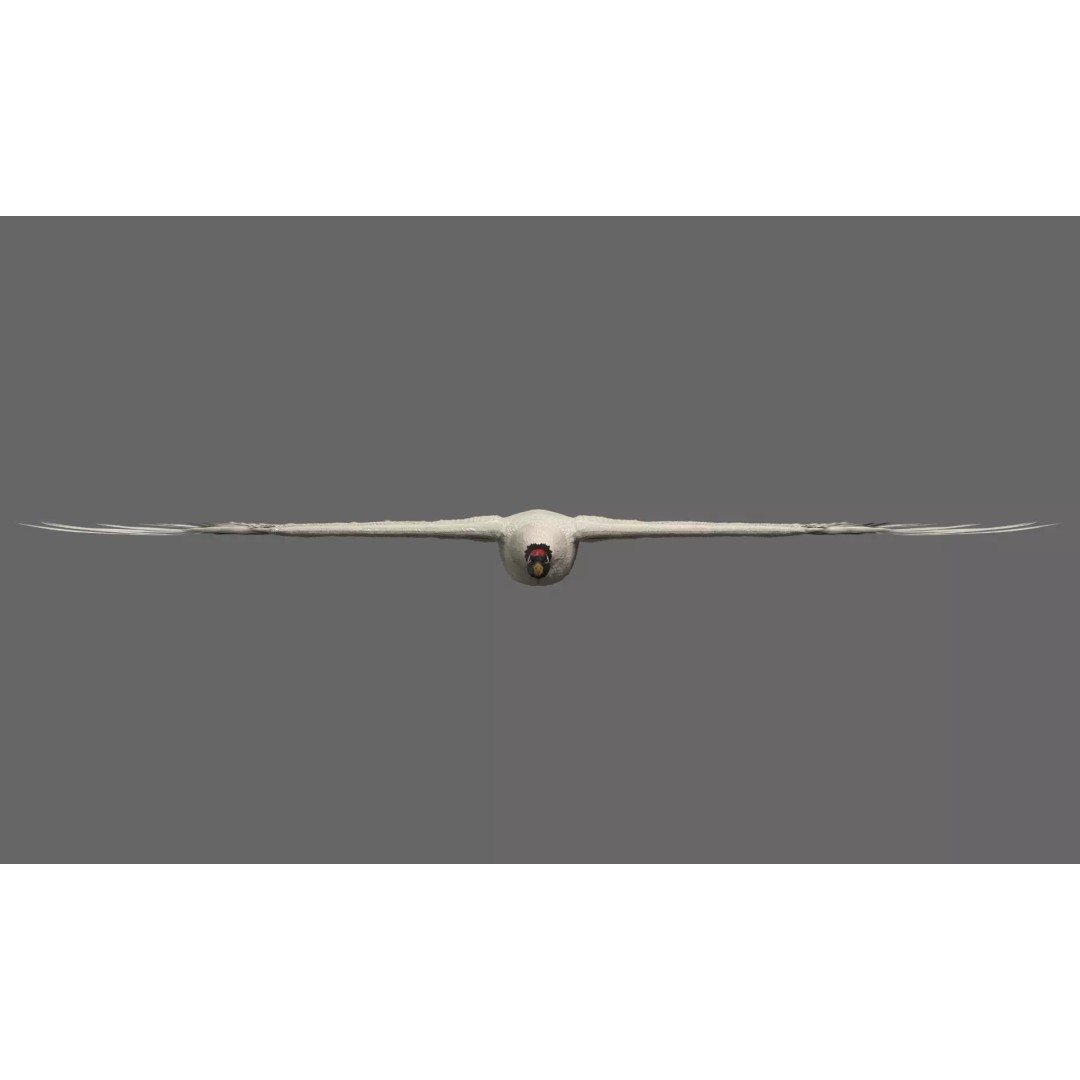 Crane 3D Model – Rigged High Poly Wildlife Asset, FBX/OBJ - View 3
