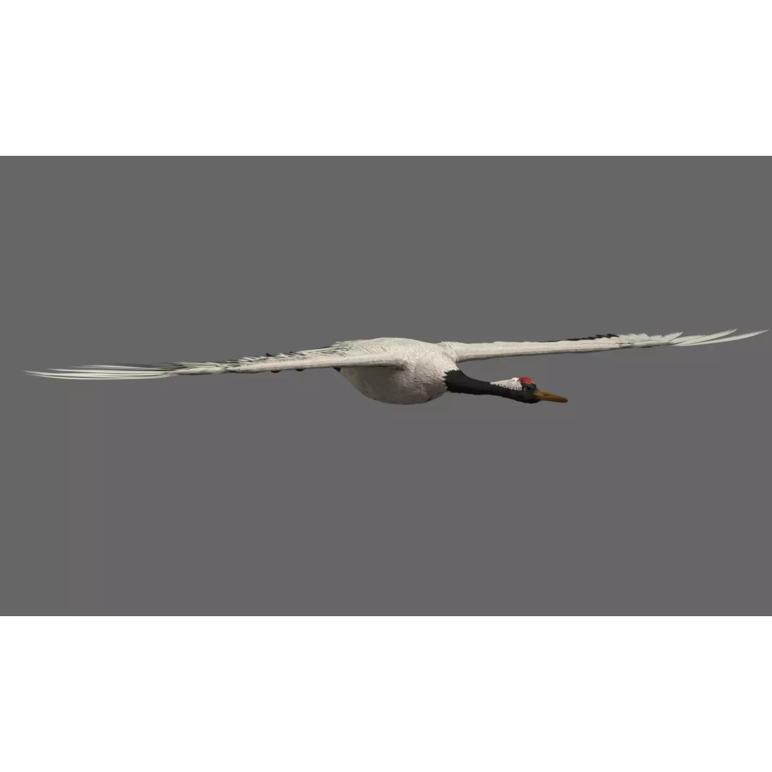 Crane 3D Model – Rigged High Poly Wildlife Asset, FBX/OBJ - View 4