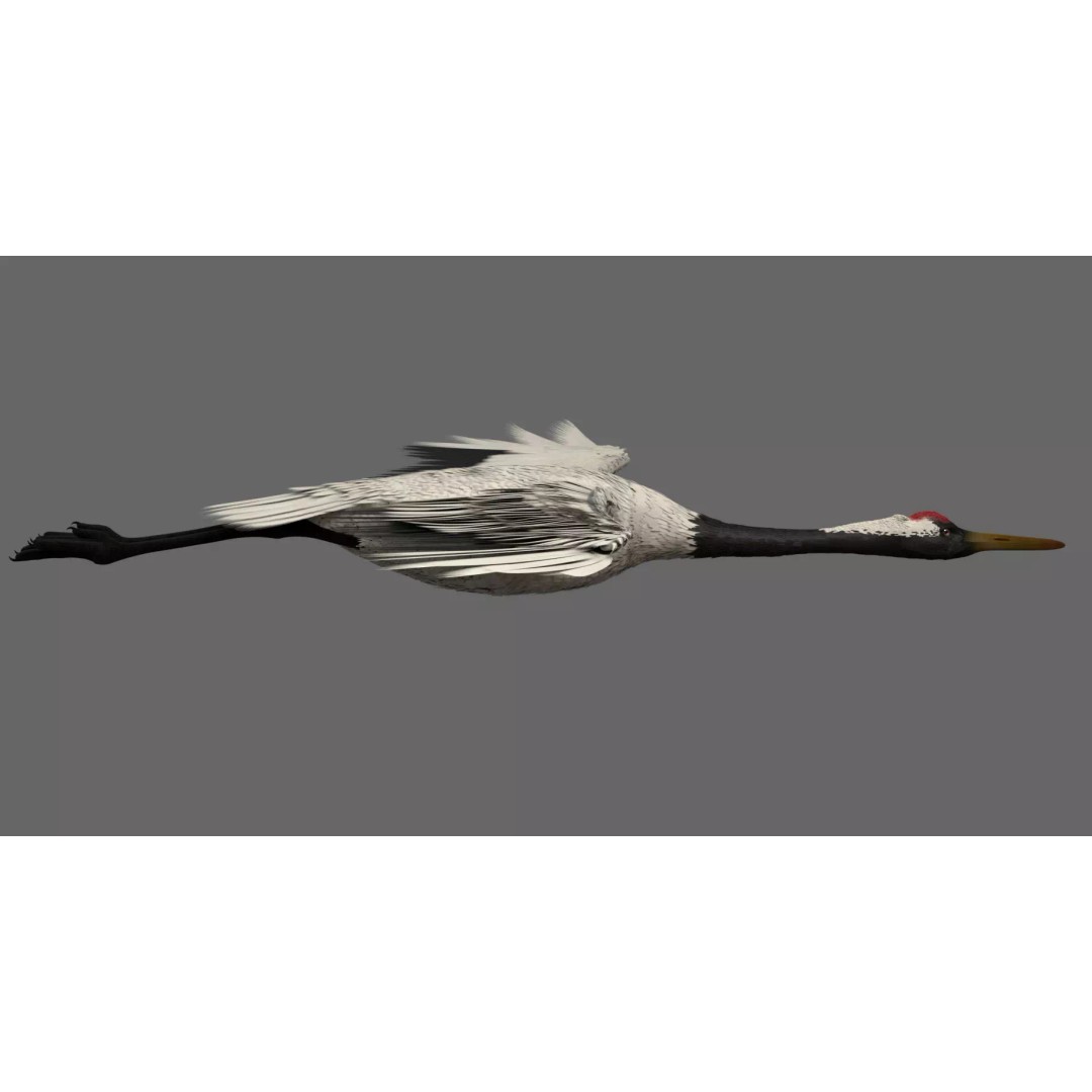 Crane 3D Model – Rigged High Poly Wildlife Asset, FBX/OBJ - View 5