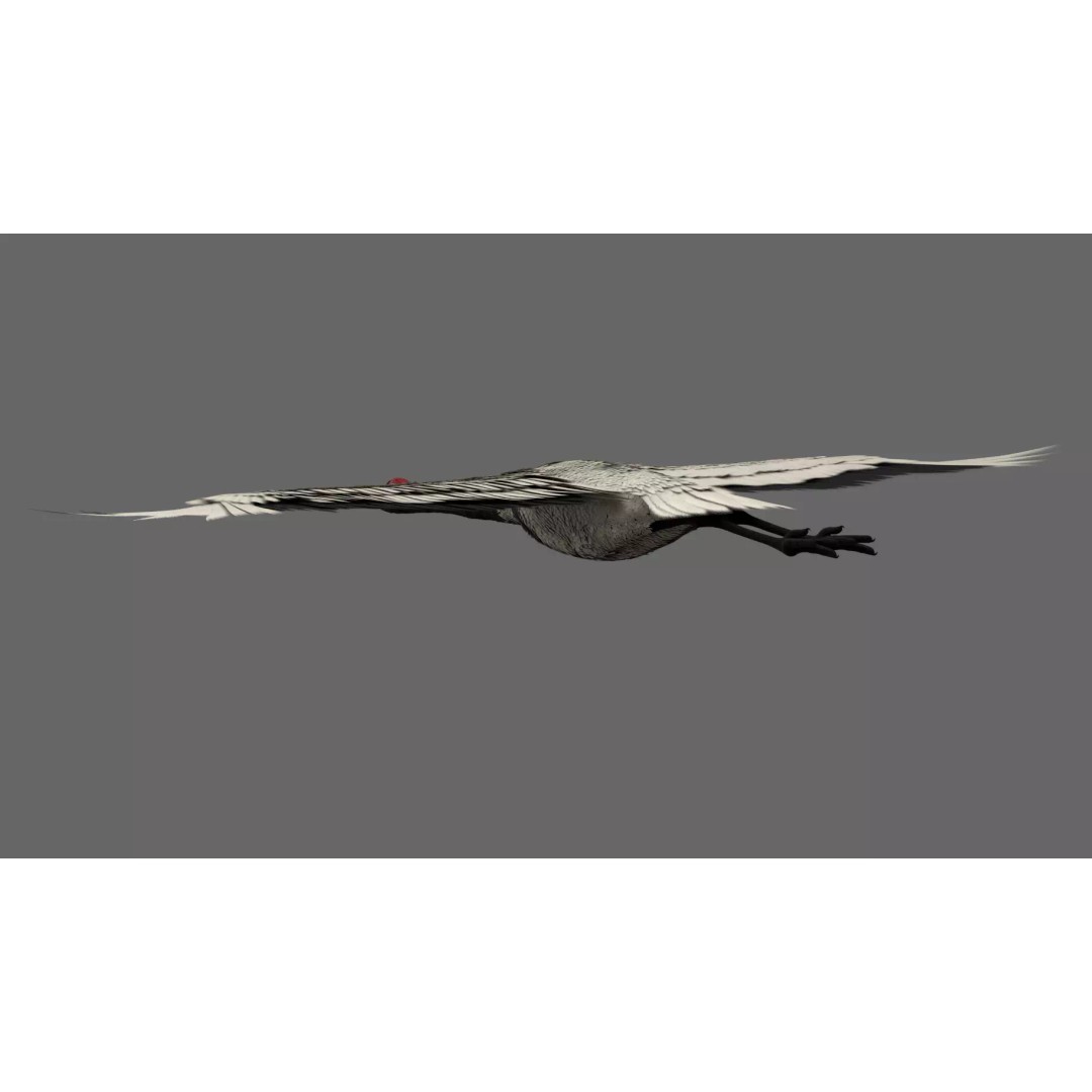 Crane 3D Model – Rigged High Poly Wildlife Asset, FBX/OBJ - View 6