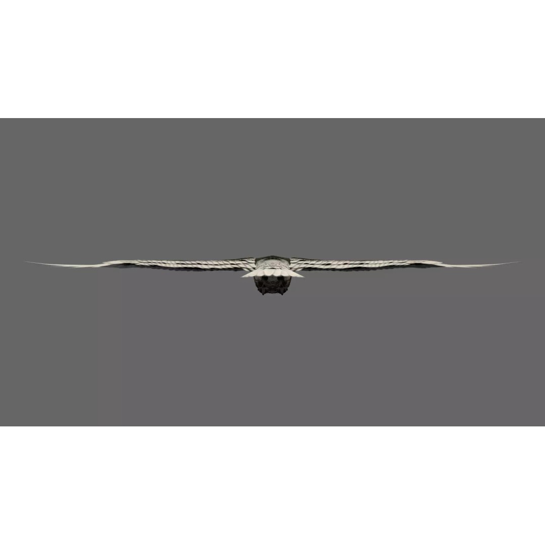 Crane 3D Model – Rigged High Poly Wildlife Asset, FBX/OBJ - View 7