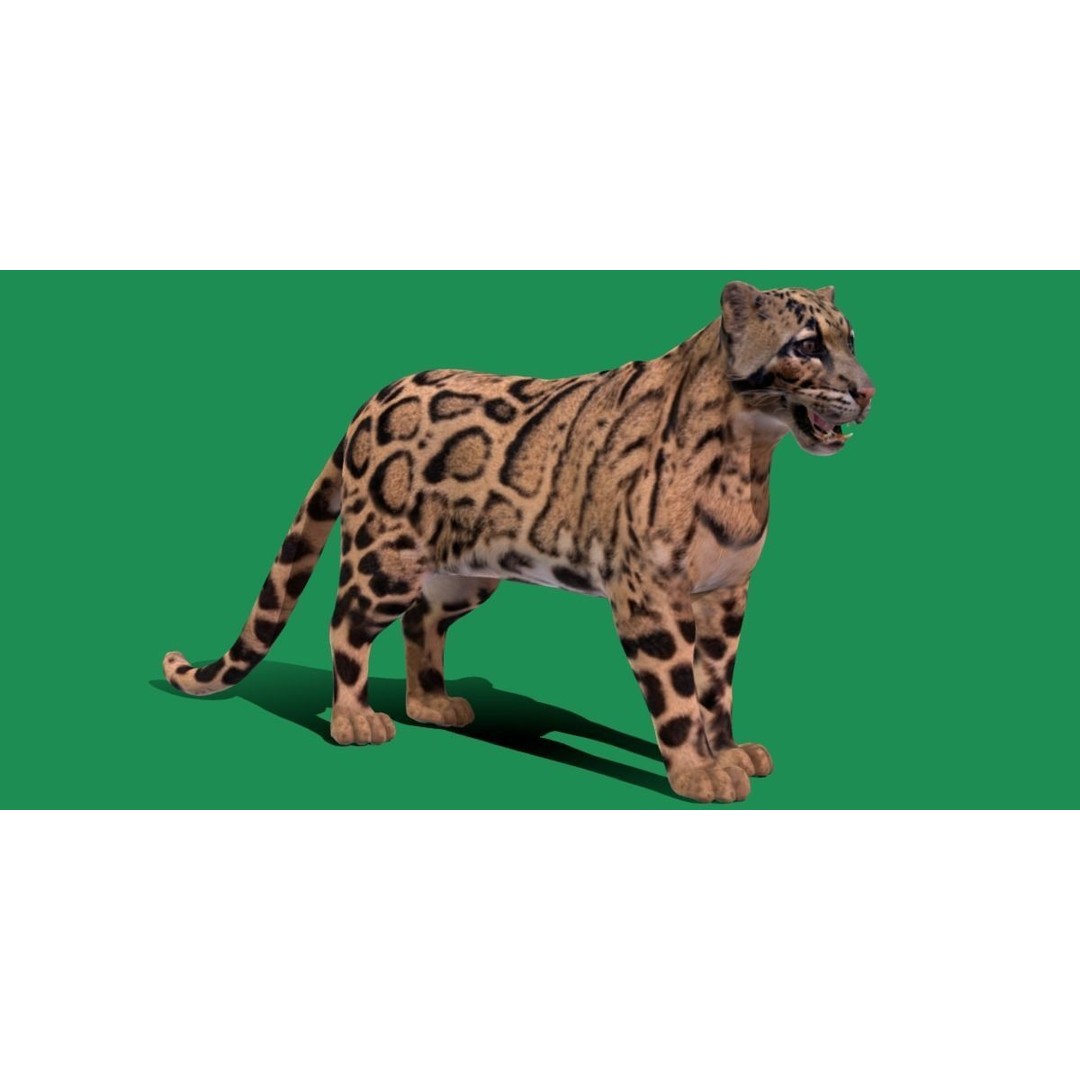 Clouded Leopard 3D Model – Mid Poly Game Ready Character, FBX