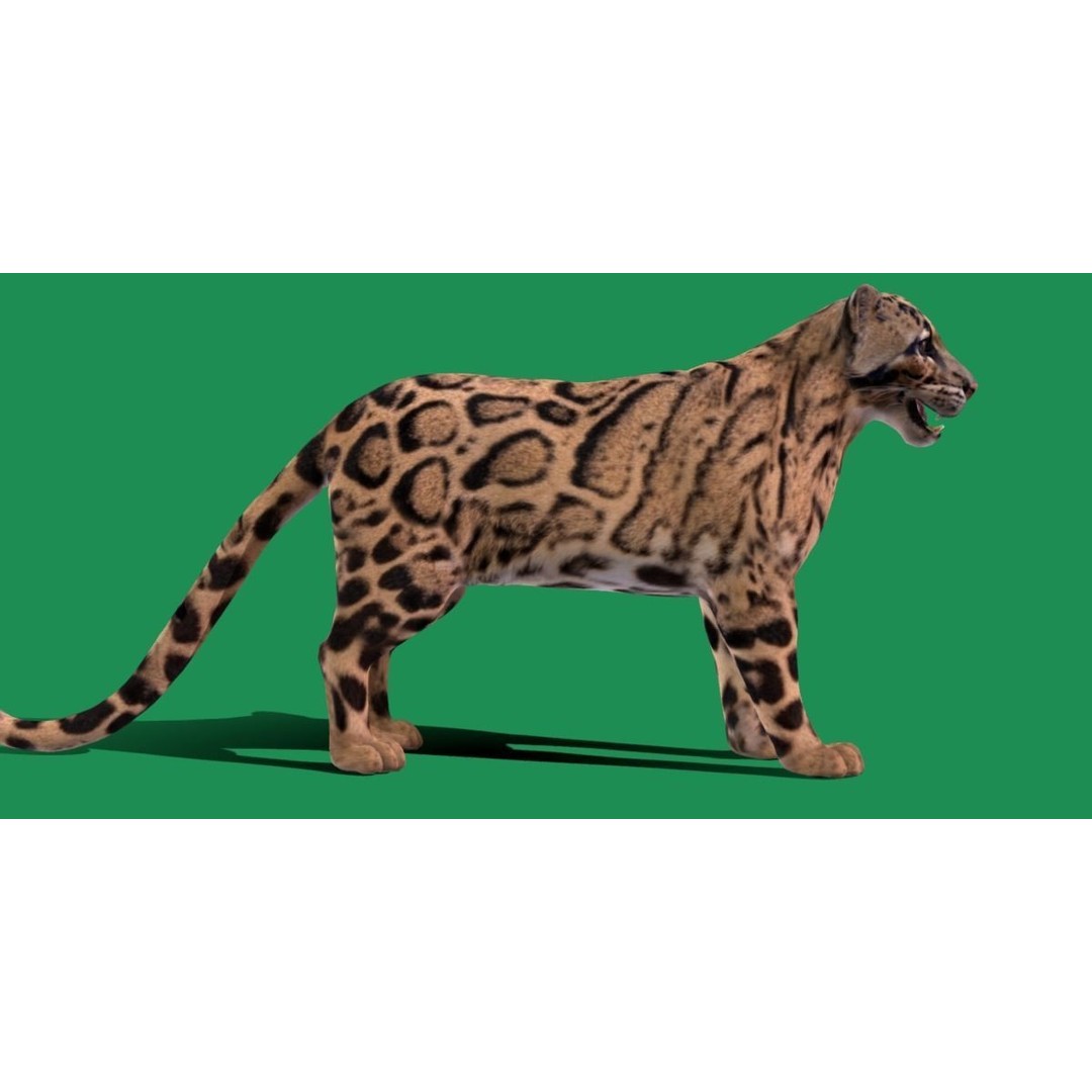 Clouded Leopard 3D Model – Mid Poly Game Ready Character, FBX - View 11